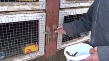 Dad gives food to chickens, rabbits - 2015 April - Sony HX60V