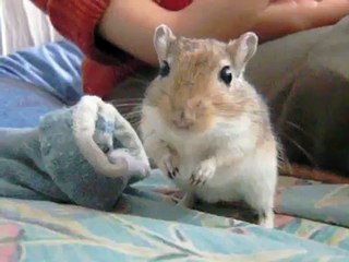 Ninja gerbils
