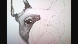 French Bulldog Drawing.wmv