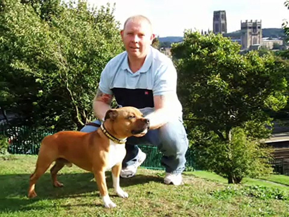 Staffordshire Bull Terrier    Jagsstaff Sir Lancerlot ( Lance )
