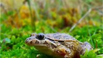 Anfibios De España (Todos) Fotos y Videos- Parte 1