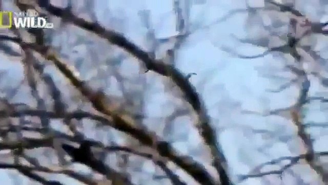 [Animal Documentary] American Eagle Documentary- Part 1 - NEW 2014 Full documentary