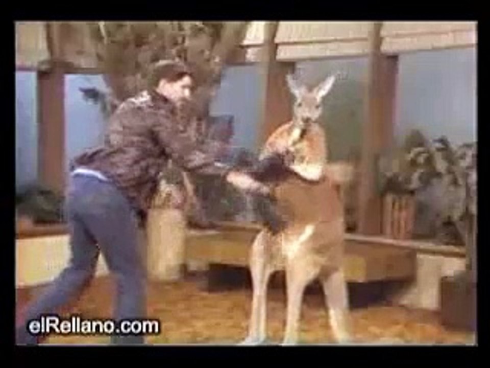 Boxing Kangaroo