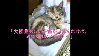 大怪我を負った子猫、舞風（まい）のプロフィール.wmv