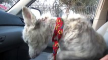 A homeless dog living in a trash pile gets rescued, and then does something amazing! Please share.