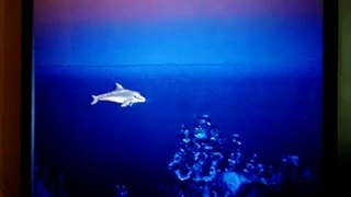 Ecco The Dolphin (Genesis): Level Select Code
