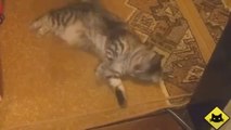 FUNNY VIDEOS: Funny Cats - Funny Cat Videos - Funny Animals - Fail Compilation - Cats Love Vacuums