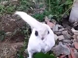 Jack Russell digging
