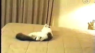 funny video cat gets scared and jumps into wall