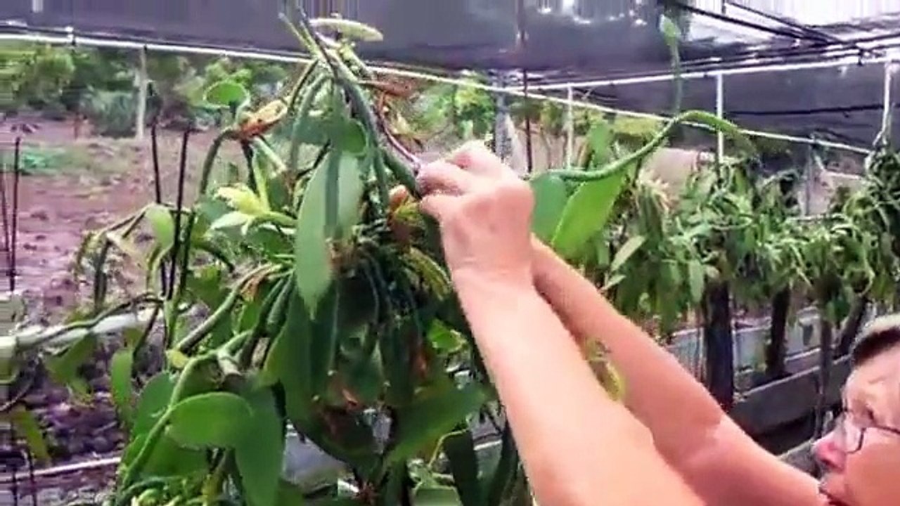 Vanilla Bean Farm Tour in Kailua-Kona, Hawaii- For Sale