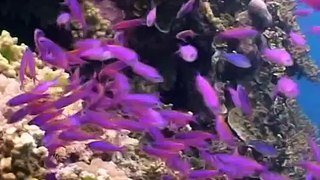 Mergulho na grande barreira de corais (Austrália)