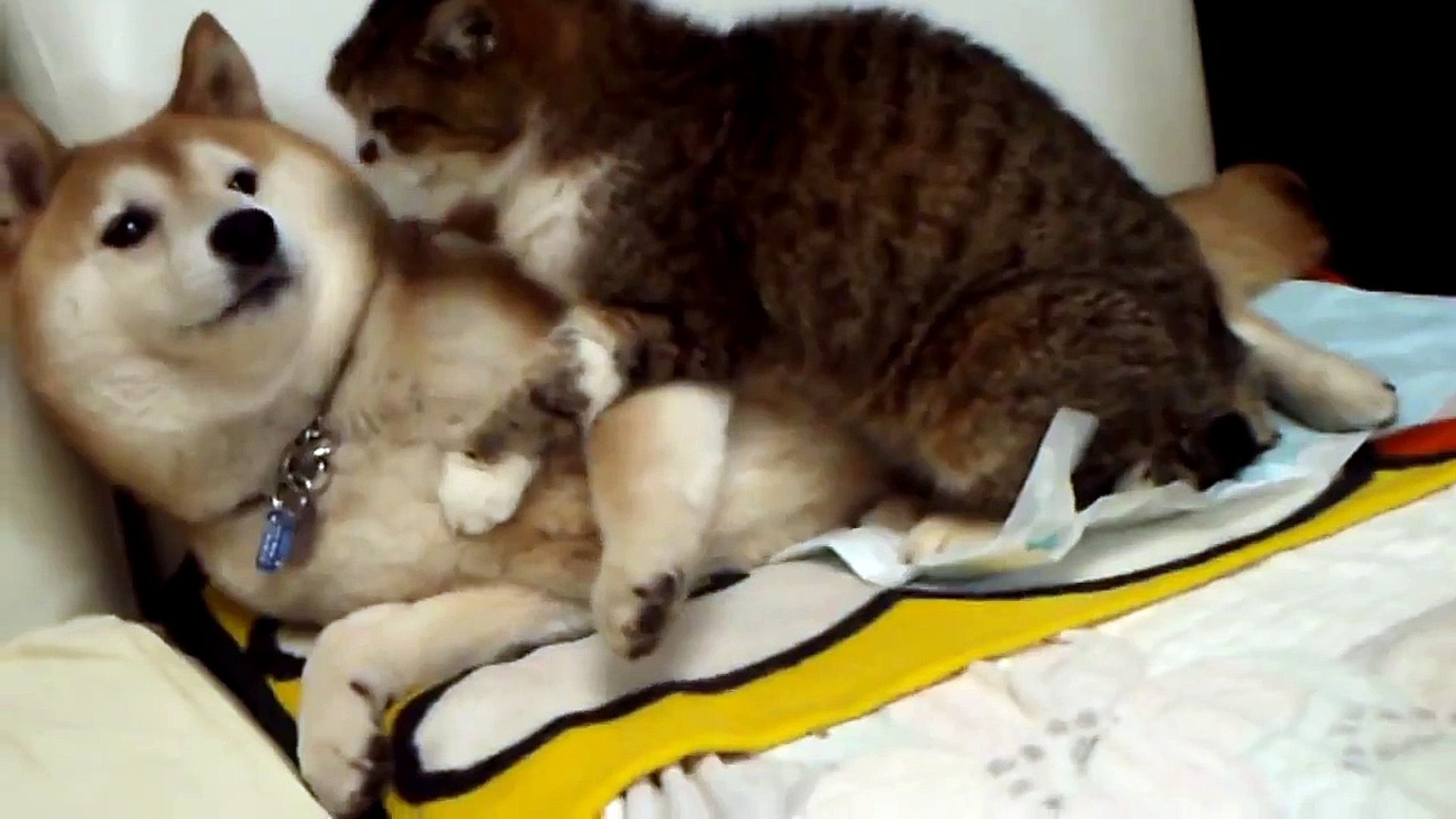 Смешные кошки и собаки. Смешные животные