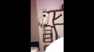 Coco the umbrella cockatoo singing like a champ