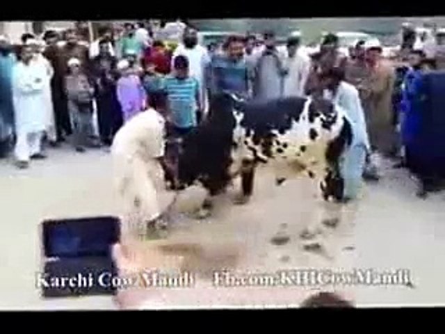 Alaa-Bull-Flying-Bull--D-Qurbani-video-2014-Eid-ul-azha