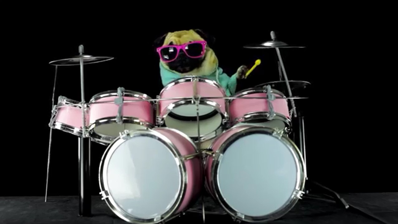 This Pug Playing The Drums Is Cooler Than You'll Ever Be