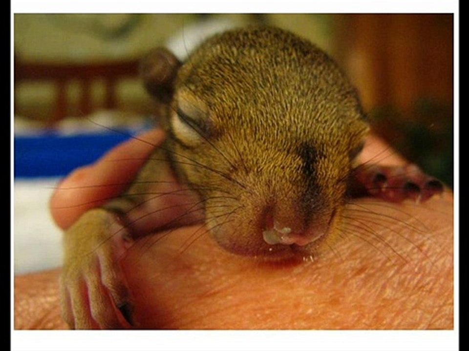 Interpretation of CANNIBAL CORPSE - Split Wide Open Parody