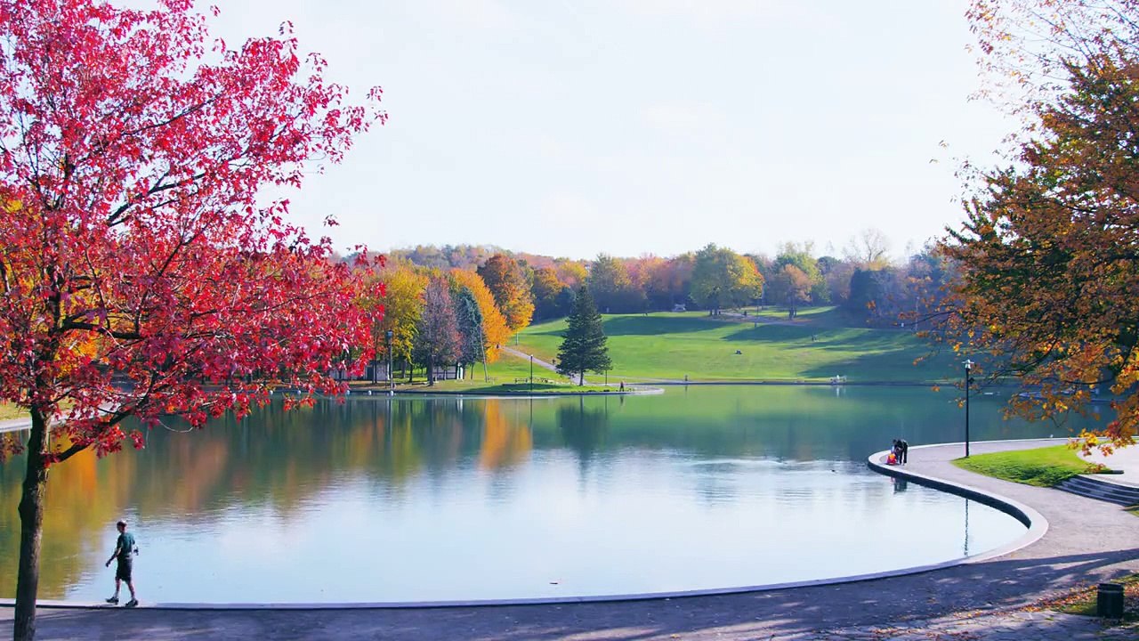 Fall Trees 11