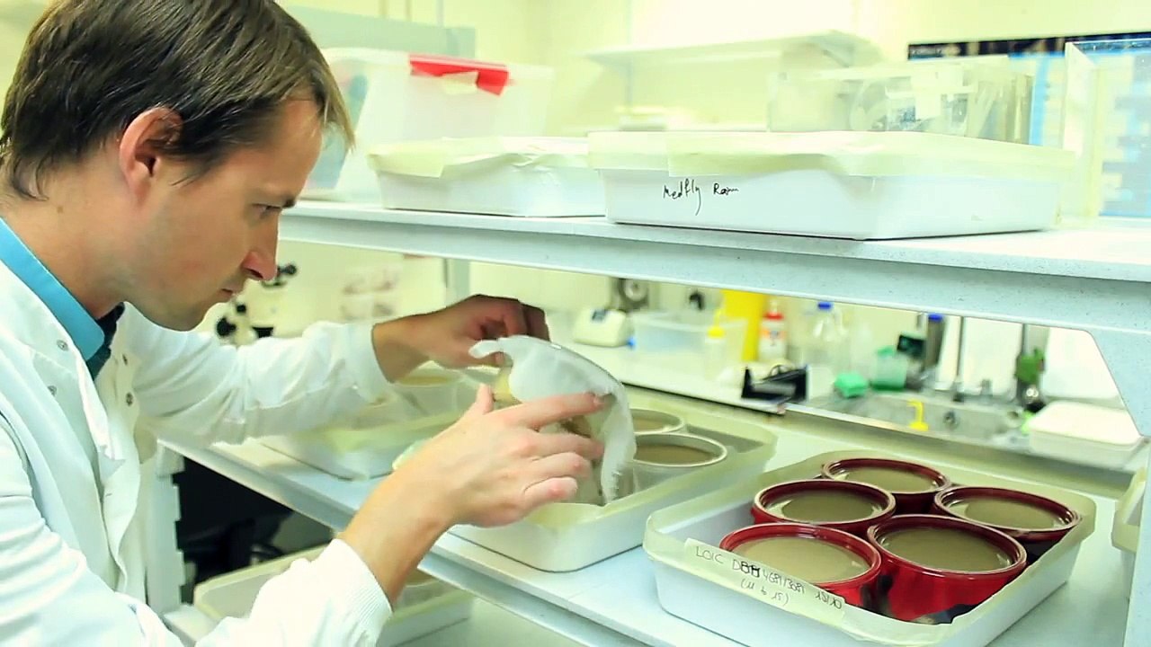 Oxitec's GM lab work on the diamondback moth
