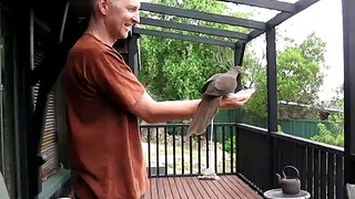 Brown Pigeon. Australia Wild Pets