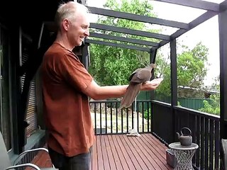 Brown Pigeon. Australia Wild Pets