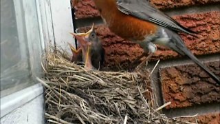 Baby birds eating worms in the nest