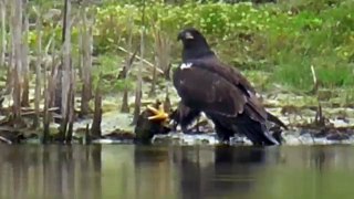 SWFL Eagles_Upside Down & Right Side Up 04-21-15