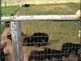 Bear cubs at Bear Country USA
