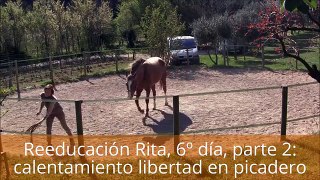 Reeducación Rita, 6º día, parte 2: calentamiento del caballo en libertad en picadero redondo