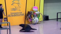 Gelendzhik Dolphinarium, Геленджикский Дельфинарий. Russia Россия 2013