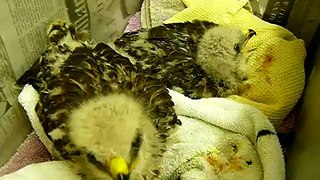 Hawk Nestlings Eating Morning Meal