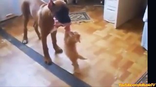 FUNNY VIDEOS: Funny Cats - Funny Cat Videos - Funny Animals - Cats Funny Videos 2014 #5