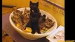 FUNNY VIDEOS: Funny Cats - Funny Cat Videos - Funny Animals - Cats Playing in Sinks Compilation