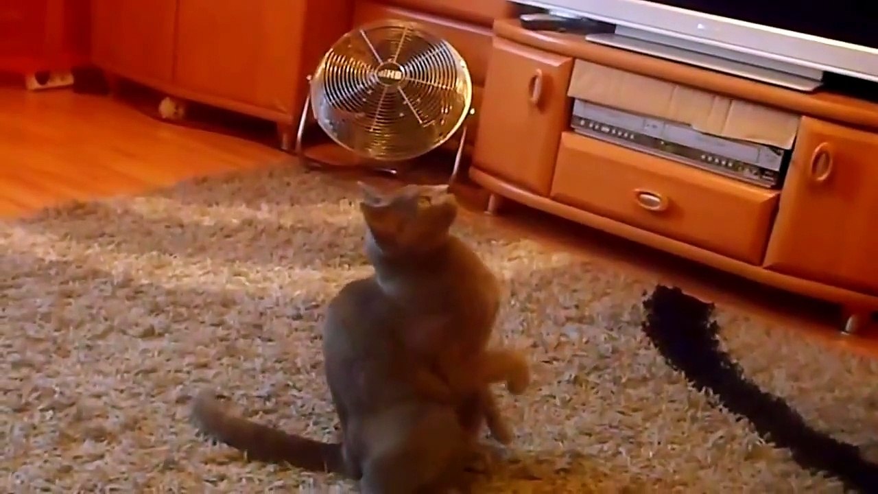 DAJ ŁAPĘ Rosyjski Niebieski * kotka Koko trening \ Russian Blue cat - Coco training