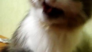 Funny Cat Vidio || Cat Miaw | милый кот