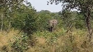 Elephant Warning Charge Part 1