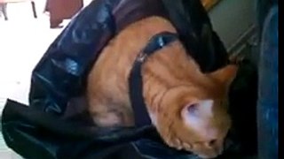 My Cat Serena Stuck in a Plastic Bag