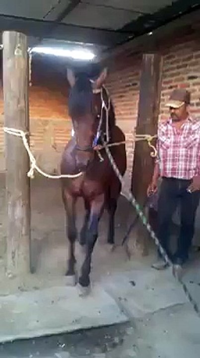 smart horse dance video