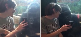This Gorilla Has An Amazing Reaction When Human Shows Him Photos Of Other Gorillas