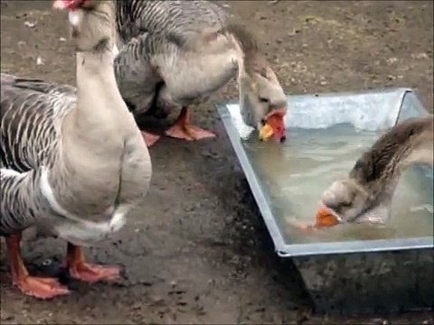 Холмогоры. Гуси.