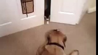 English Mastiff Scared of Kitten