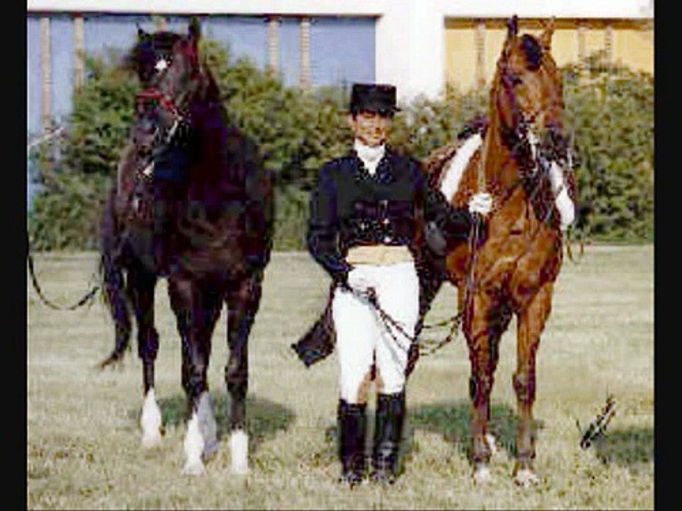 Cass Ole (Black Stallion)