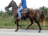 DOUBLE REGISTERED ROCKY MOUNTAIN GELDING