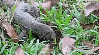 Digging water monitor lizard