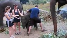 Baby Elephant vs Rachel