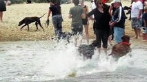 German Shorthaired Pointers - Australia: October Melbourne Beach Gathering