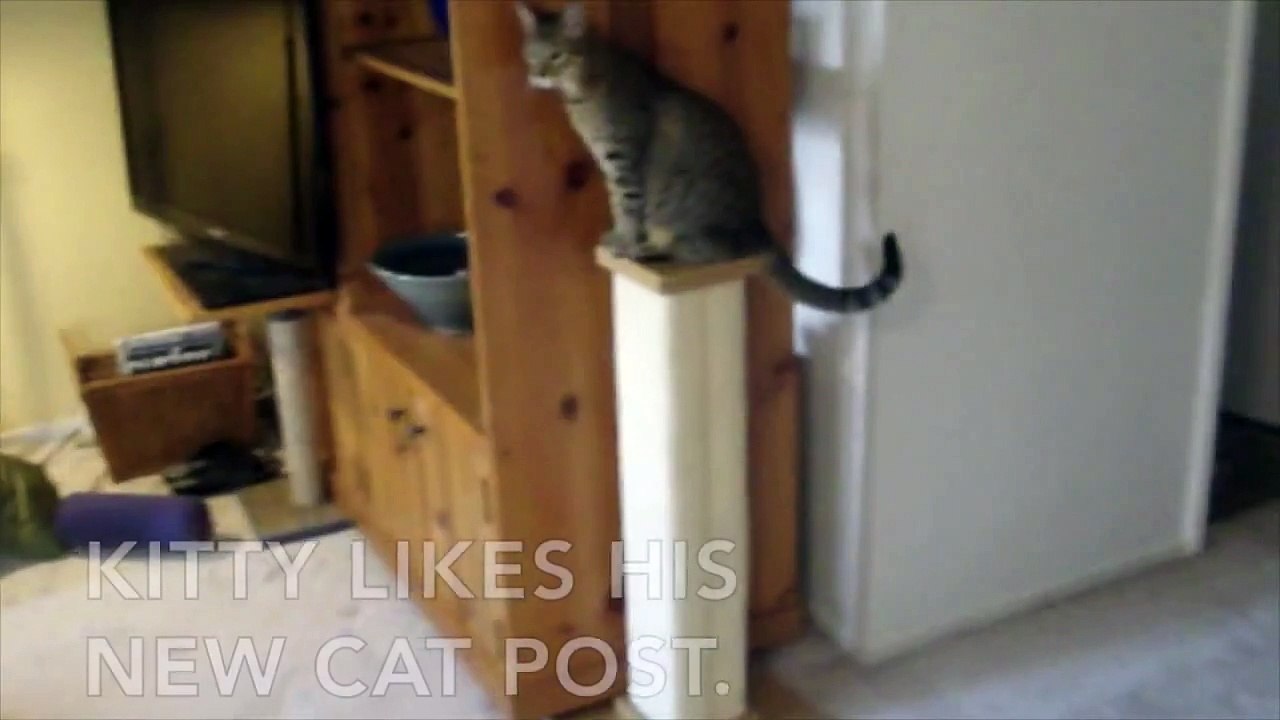 CAT & HIS PEDESTAL: Cute cats Kwazi & Uli