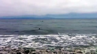 Santa Barbara dog beach dolphins