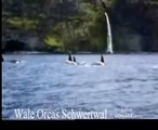 Wal Orca Schwertwal  Killerwal Tiere Animals SelMcKenzie Selzer-McKenzie