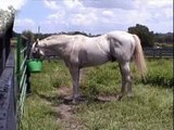 Ocala Stud, Florida - retired Thoroughbred race horses