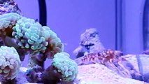 Orange Spotted Goby Pistol Shrimp Pair with Hammer Coral